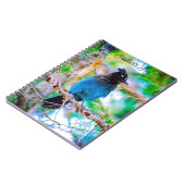 Steller's Jay - Original Foto Notizblock (Linke Seite)