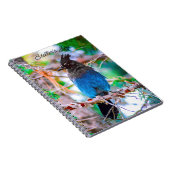 Steller's Jay - Original Foto Notizblock (Rechte Seite)