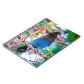 Steller's Jay - Original Foto Notizblock (Linke Seite)