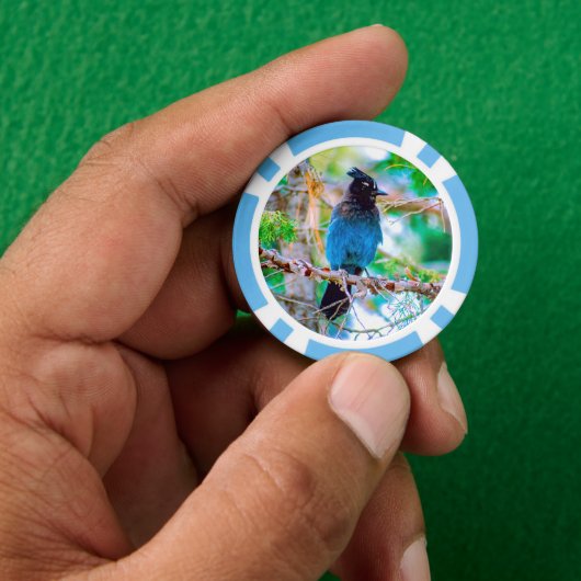 Steller's Jay - Original Foto Pokerchips (Hand)