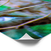 Steller's Jay - Original Foto Poster (Ecke)