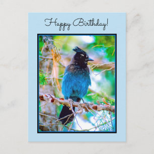 Steller's Jay - Original Foto Postkarte