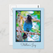 Steller's Jay - Original Foto Postkarte (Vorne/Hinten)