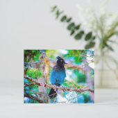 Steller's Jay - Original Foto Postkarte (Stehend Vorderseite)