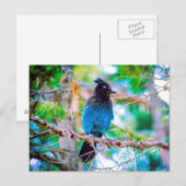 Steller's Jay - Original Foto Postkarte (Vorne/Hinten)