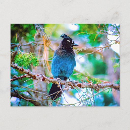 Steller's Jay - Original Foto Postkarte (Vorderseite)