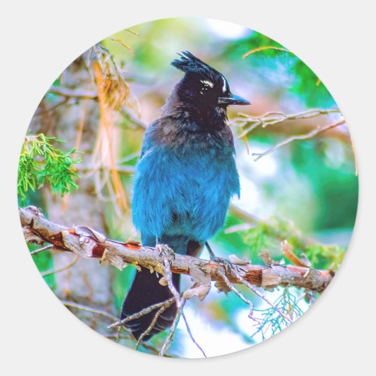 Steller's Jay - Original Foto Runder Aufkleber (Vorderseite)