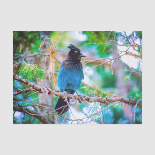 Steller's Jay - Original Foto Seidenpapier (Vorderseite)