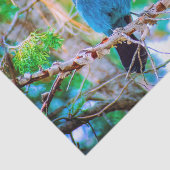 Steller's Jay - Original Foto Seidenpapier (Ausschnitt)
