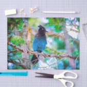 Steller's Jay - Original Foto Seidenpapier (Handwerk)