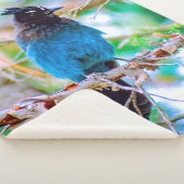 Steller's Jay - Original Foto Sherpadecke (3/4)