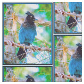 Steller's Jay - Original Foto Stoff (Nahaufnahme)