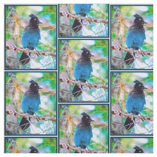 Steller's Jay - Original Foto Stoff (Muster)
