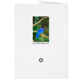 Steller's Jay Painting - Original Bird Art (Hinten)