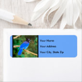 Steller's Jay Painting - Original Bird Art (Insitu)