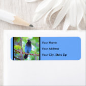 Steller's Jay Painting - Original Bird Art (Insitu)