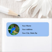 Steller's Jay Painting - Original Bird Art (Insitu)