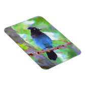 Steller's Jay Painting - Original Bird Art Magnet (Rechte Seite)