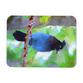 Steller's Jay Painting - Original Bird Art Magnet (Horizontal)