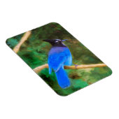 Steller's Jay Painting - Original Bird Art Magnet (Rechte Seite)