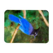 Steller's Jay Painting - Original Bird Art Magnet (Horizontal)