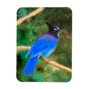 Steller's Jay Painting - Original Bird Art Magnet