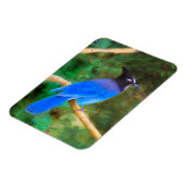 Steller's Jay Painting - Original Bird Art Magnet (Linke Seite)