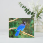 Steller's Jay Painting - Original Bird Art Postkarte (Stehend Vorderseite)