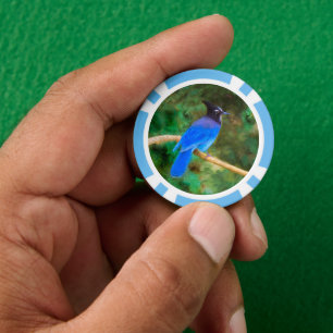 Steller's Jay Painting - Original Wild Bird Art Pokerchips