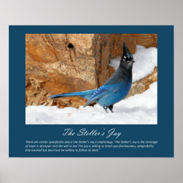 Steller's Jay Poster