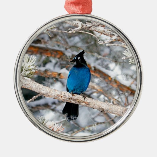 Stellers Jay Round Ornament Aus Metall (Vorne)