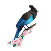 Steller's Jay Stretched Canvas Print Leinwanddruck