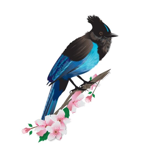 Steller's Jay Stretched Canvas Print Leinwanddruck