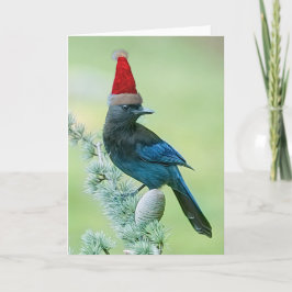 Stellers Jay Weihnachtskarte Karte