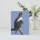 Steller's Sea Eagle Postcard Postkarte (Stehend Vorderseite)