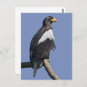 Steller's Sea Eagle Postcard Postkarte (Vorne/Hinten)
