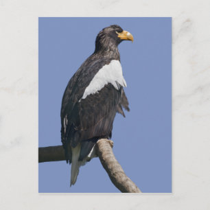 Steller's Sea Eagle Postcard Postkarte