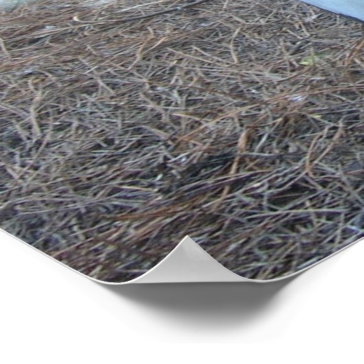 Steller's Sea Eagle Poster (Ecke)