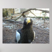 Steller's Sea Eagle Poster (Vorne)