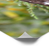 Stellerseeadler Poster (Ecke)