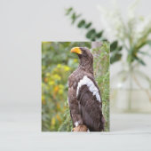 Stellerseeadler Postkarte (Stehend Vorderseite)