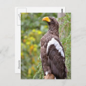 Stellerseeadler Postkarte (Vorne/Hinten)
