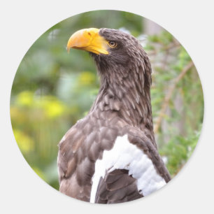 Stellerseeadler Runder Aufkleber