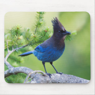Stellershäher Mousepad