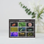 stempel postkarte (Stehend Vorderseite)