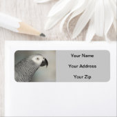 Stently African Gray Parrot (Insitu)