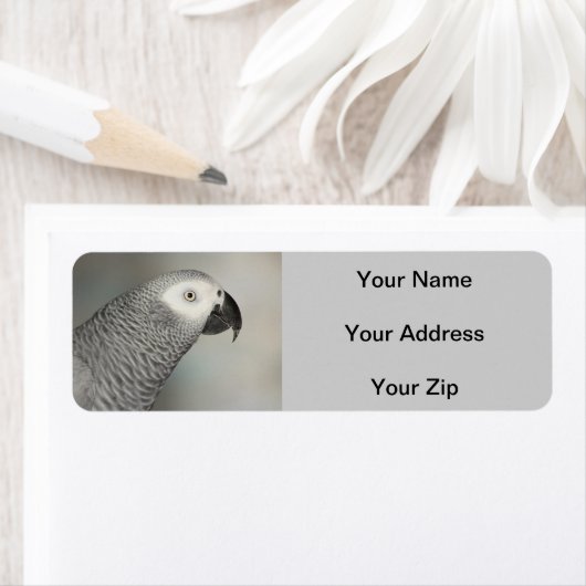 Stently African Gray Parrot (Insitu)