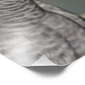 Stently African Gray Parrot Fotodruck (Ecke)