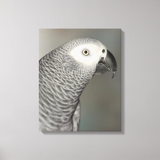 Stently African Gray Parrot Leinwanddruck (Vorderseite)