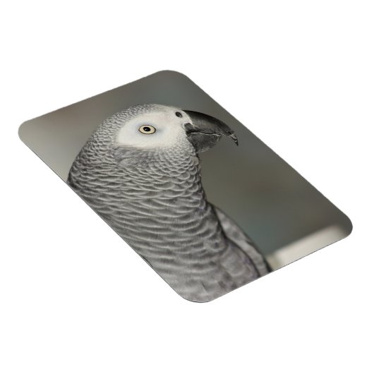 Stently African Gray Parrot Magnet (Rechte Seite)